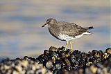 Surfbird